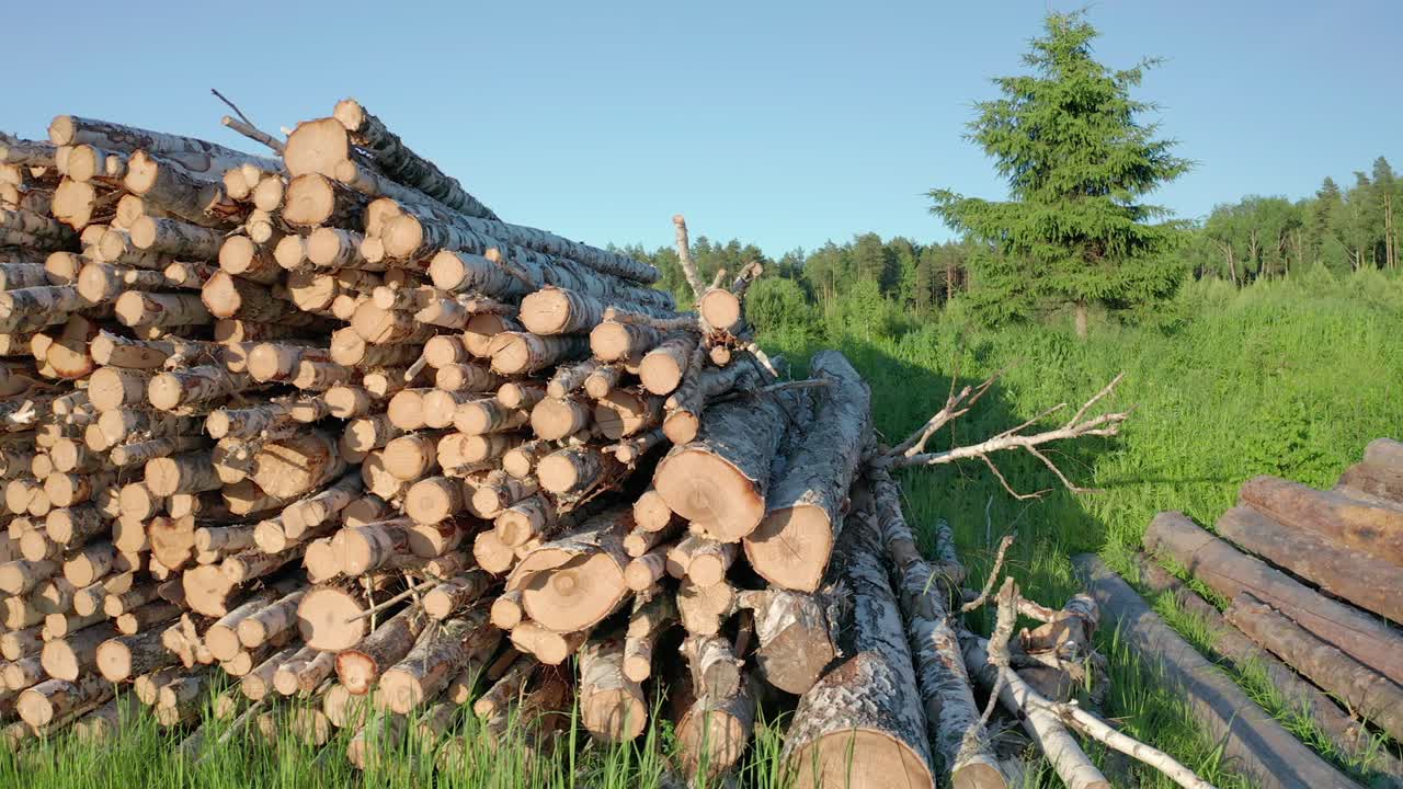 숲 속 의 초록 잔디 에 있는 버드 나무 의 어진 줄기 들
