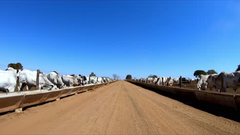 driving along center of dirt road passing confined cattle on either side