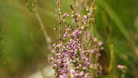 Close-Up-Slow-Motion-Pan-to-the-Right-of-pink-flowers-in-garden