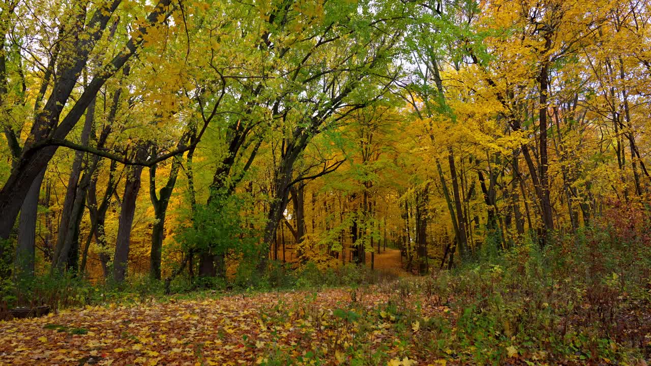 The beginning of autumn in the forests of Minnesota, with trees full of green and gold leaves, on a calm and cloudy day