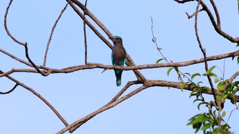 el rodillo indio es común en tailandia, se ve fácilmente cuando se viaja a la provincia y a los parques nacionales