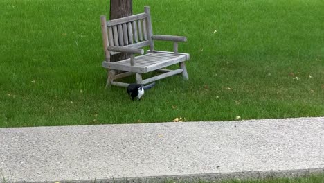 slowing zooming in on a magpie searching for food near a small wooden park bench, as a yellow butterfly flutters by