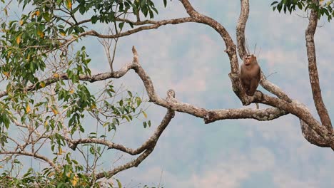 Macaco-De-Cola-De-Cerdo-Del-Norte,-Macaca-Leonina,-Tailandia