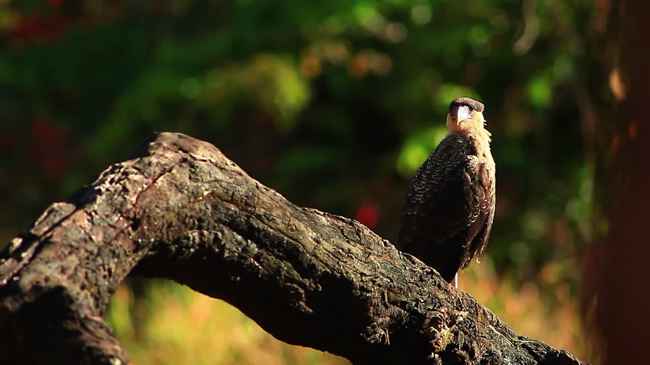 un vigilante caracara crestado del norte examina su entorno mientras está posado en la rama de un árbol