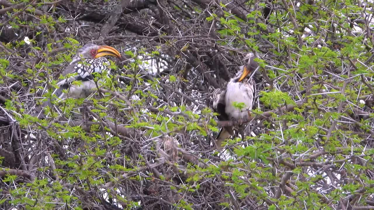 A hornbill bird perched on a branch in Kruger National Park, South Africa