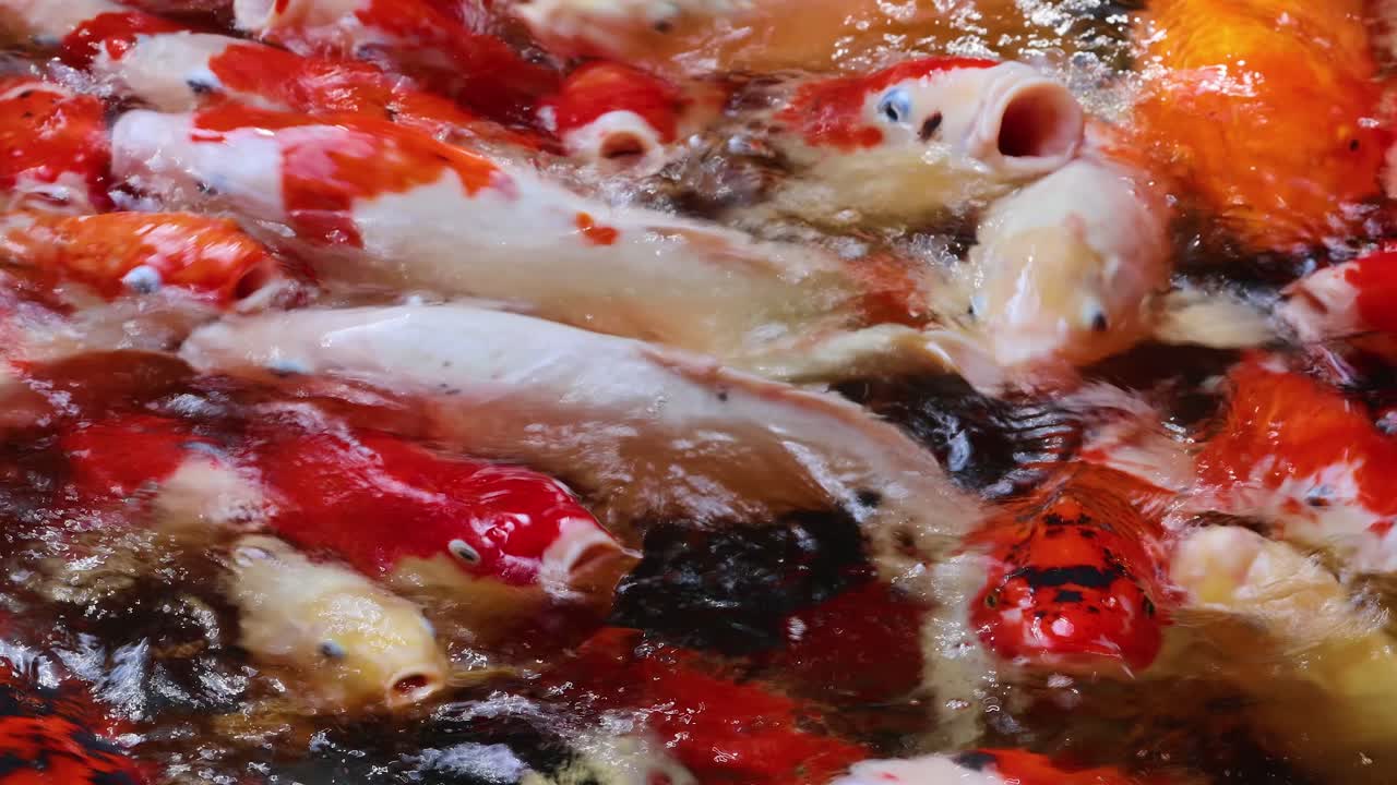 Vibrant koi fish cluster and swim energetically in sunlit pond, creating dynamic water reflections