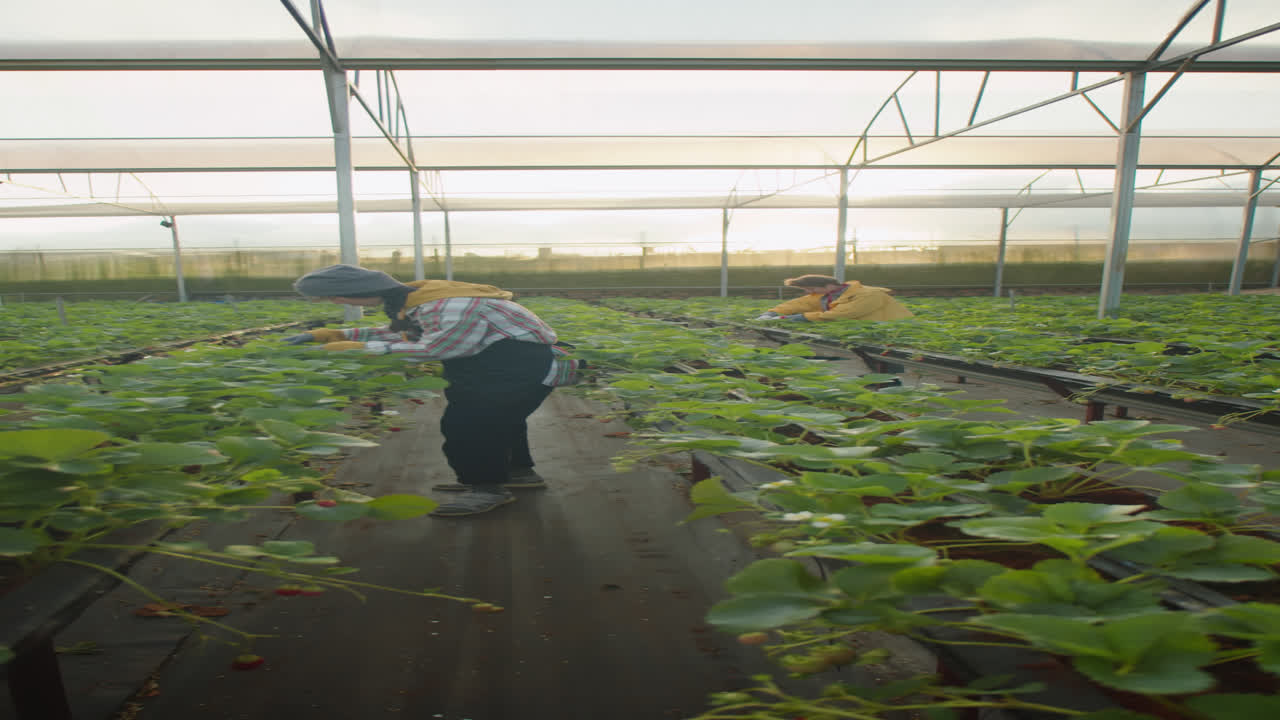 Female Workers Picking Strawberries in Greenhouse