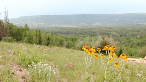 flowers gently blowing near the flattops wilderness