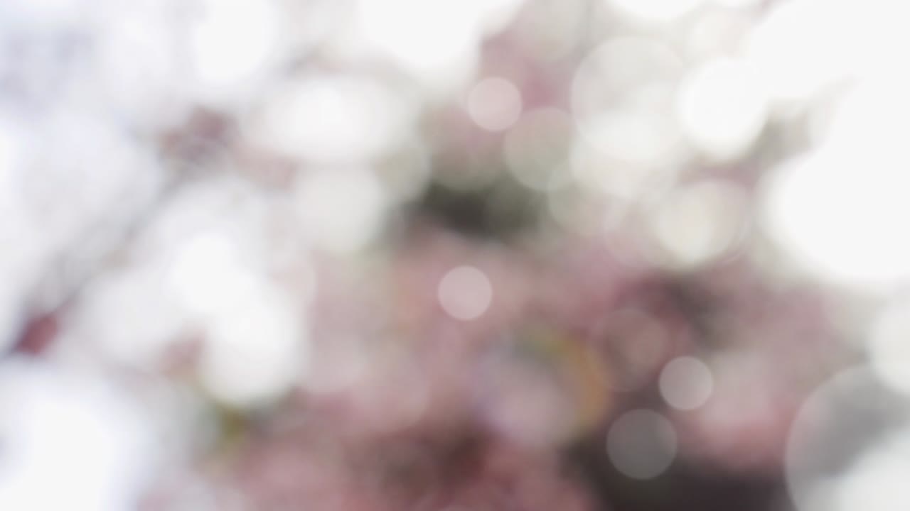 보케와 함께 추상적인 스프링 배경