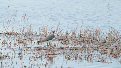 northern lapwing bird standing still in short dry reeds in lake water