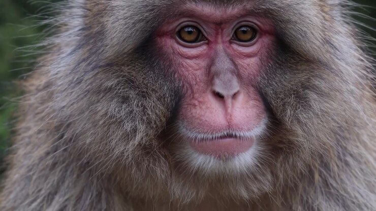 Ritratto ravvicinato di un macaco giapponese che guarda in camera