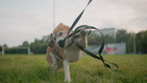 sport dog energetically playing with leash tied to collar outdoors on grassy field during bright day showcasing playful behavior strength agility excitement and joy in open natural environment