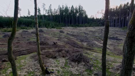 Vista-Aérea-De-árboles-Verdes-Y-Campos-Quemados,-Después-Del-Fuego,-El-Suelo-Está-Cubierto-Con-Una-Capa-Negra-De-Quema-Y-Ceniza