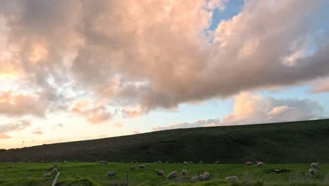 sheep grazing under a colorful, cloudy sky