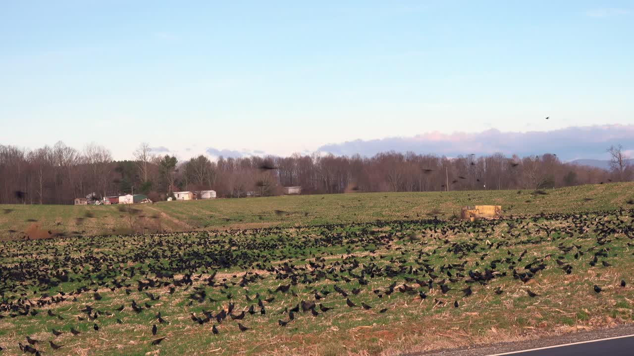 배경에 농장 건물이 있는 들판에 있는 수만 마리의 검은 새들이 맷돌질을 많이 한 다음 무언가가 새들이 떼를 지어 이륙하여 들판을 맴돌게 합니다.