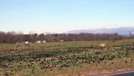 tens of thousands of black birds in a field with farm buildings in the background lots of milling about and then something triggers the birds to take off in a swarm and circle the field