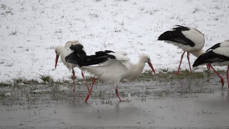 tracking shot showing group of storks looking for food in frozen lake during cold snowy winter day in nature