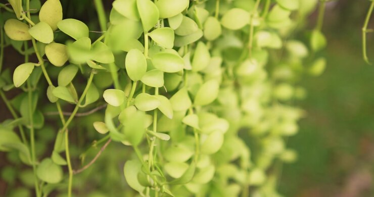 Explore beauty of lush green plants in a serene garden setting showcasing nature's tranquility.
