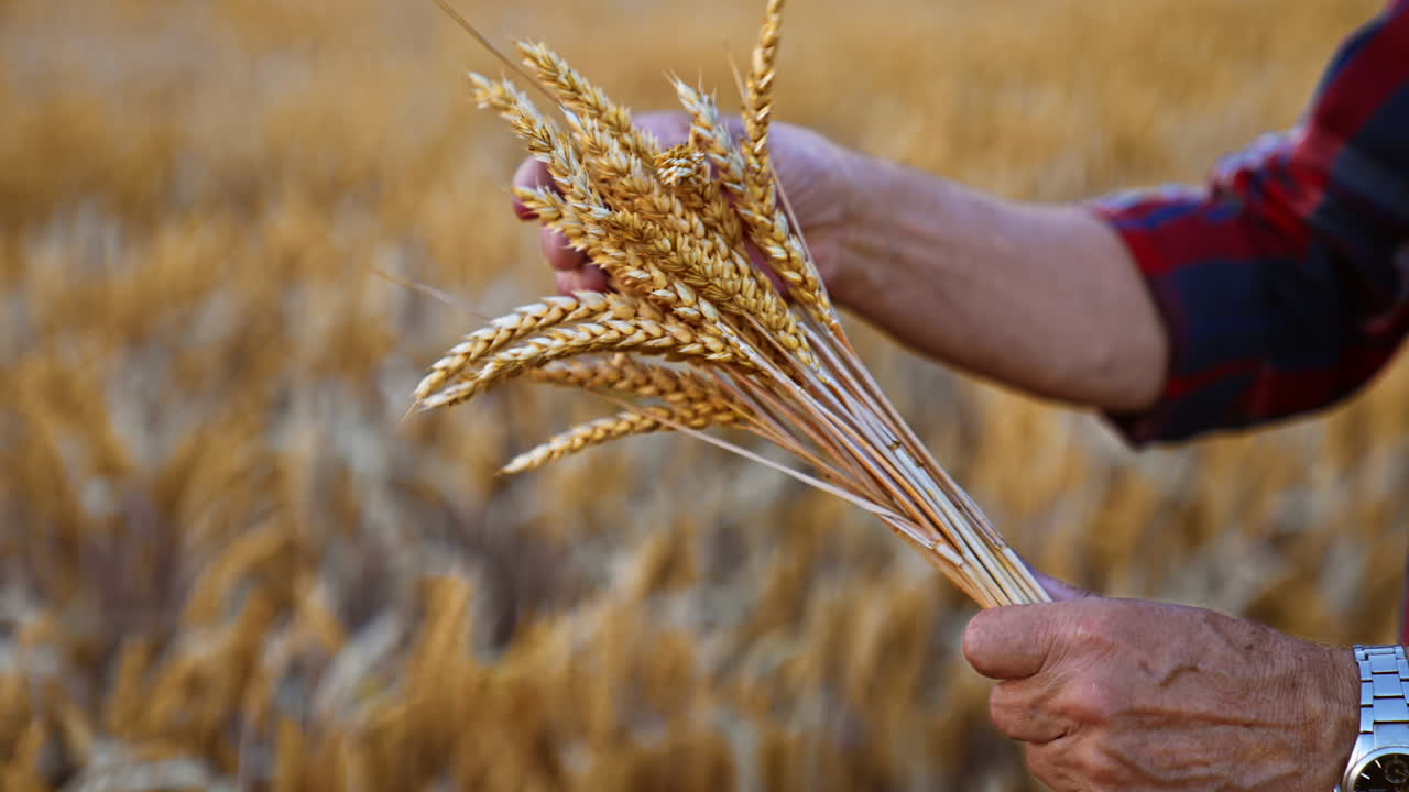 Unrecognized male hands with a bouquet of ripe ears of corn. Yellow dry field of wheat at backdrop in blur.