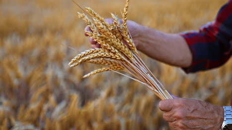 unrecognized male hands with a bouquet of ripe ears of corn. yellow dry field of wheat at backdrop in blur.
