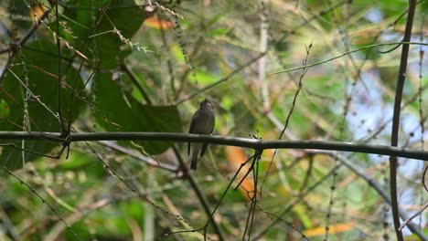 Papamoscas-Marrón-Asiático,-Muscicapa-Dauurica,-Parque-Nacional-Kaeng-Krachan,-Tailandia