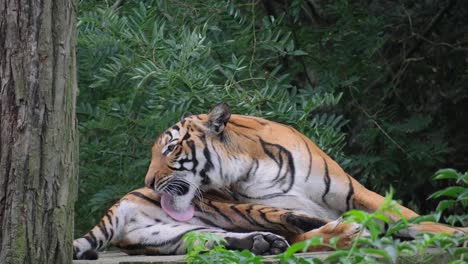 the ussuri tiger lies and licks its foot. adult tiger lying on wooden boards and licking his paw. tiger bath. a tiger cleaning. vertical video