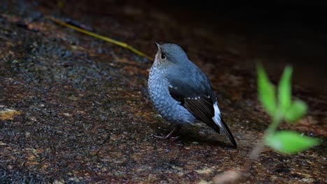 this female plumbeous redstart is not as colourful as the male but sure it is so fluffy as a ball of a cute bird