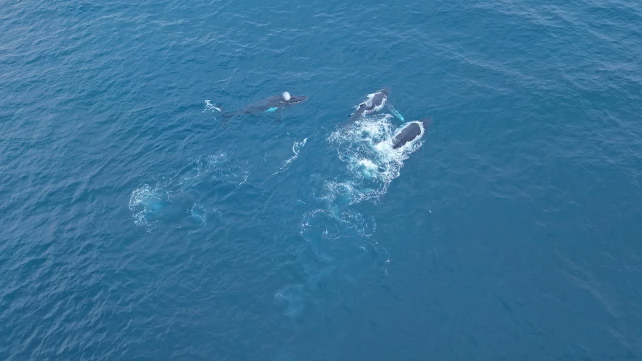 드넓은 푸른 바다에서 세 마리의 성체 혹등고래가 나란히 헤엄치면서 함께 수면 위로 올라 힘찬 숨결 구름을 내뿜고 있어요. 평화롭고 웅장하며 자연의 고요함으로 가득 차 있죠.