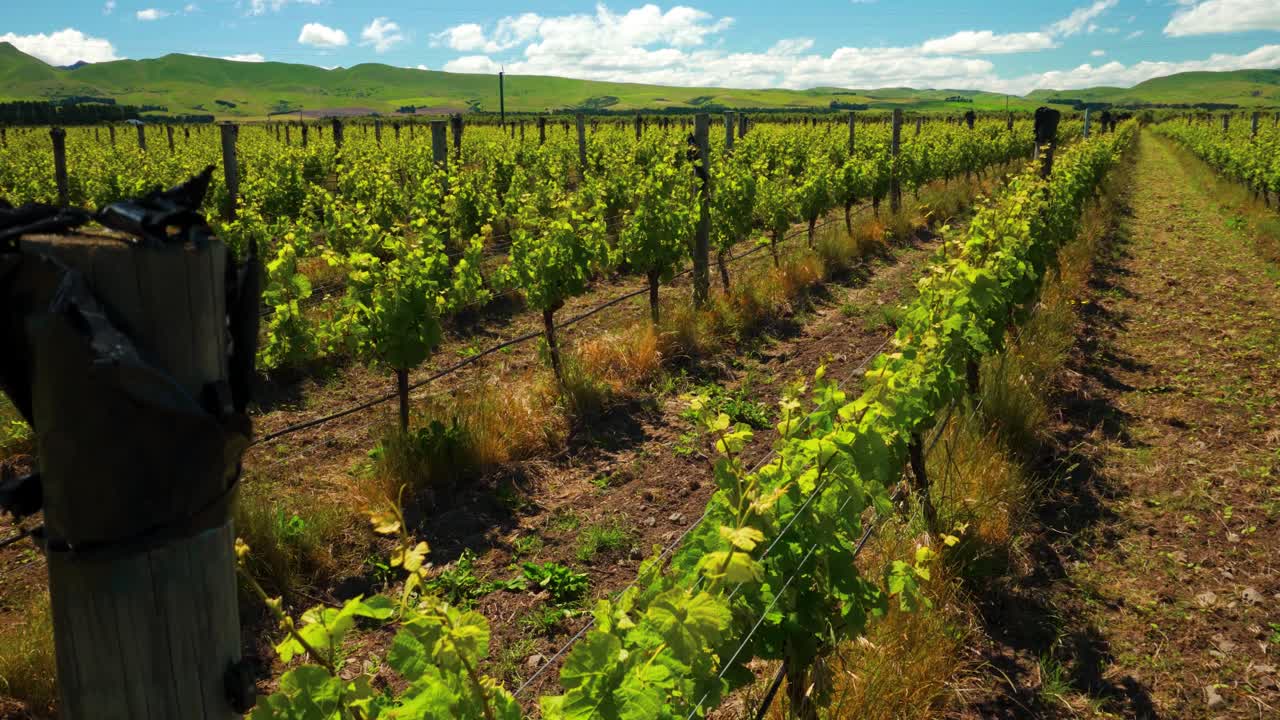 Lenta ripresa discendente su un'ampia distesa di vigneti in Nuova Zelanda