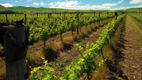 Tiro-Lento-Descendente-Sobre-Un-Gran-Campo-De-Viñedos-En-Nueva-Zelanda