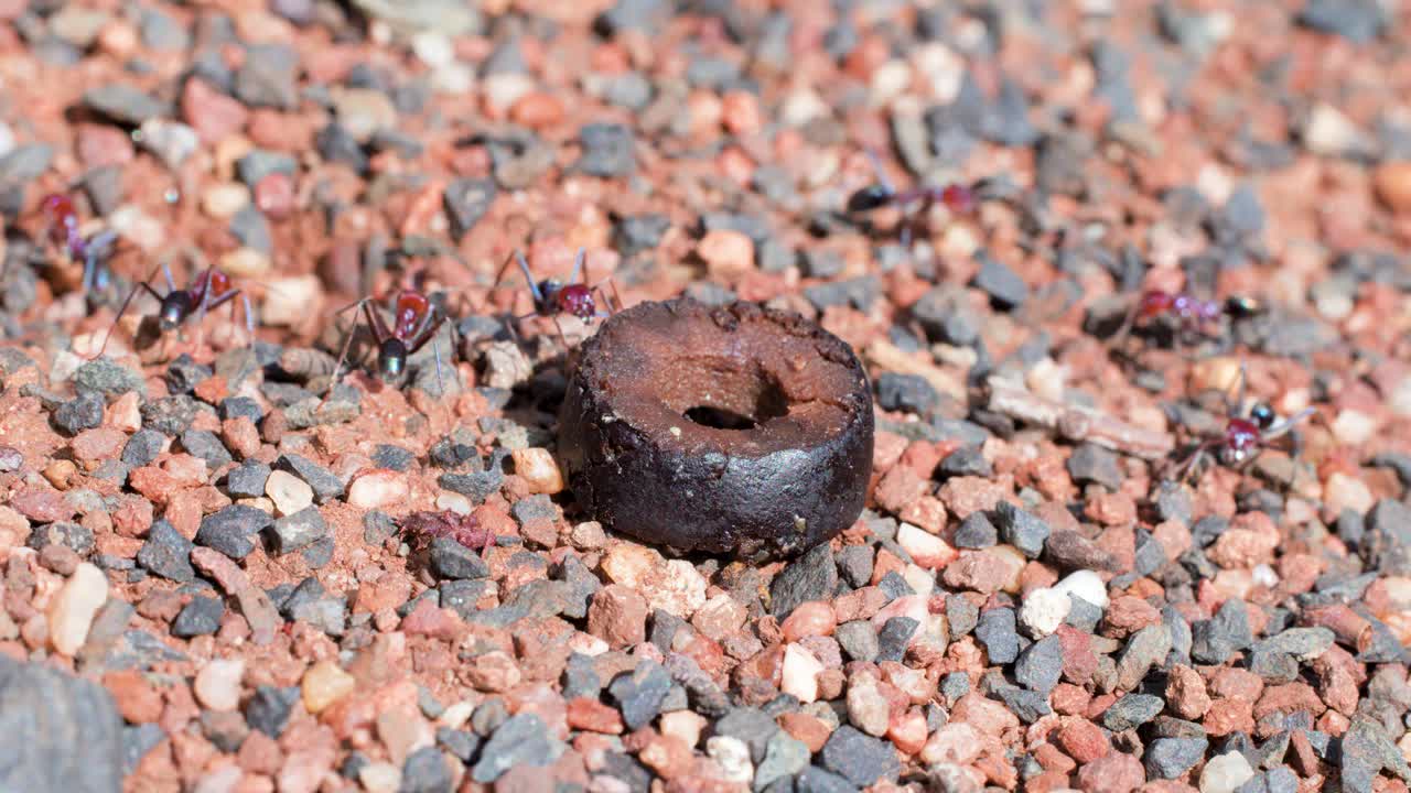 A group of large ants gathers and feeds on a discarded olive atop sunlit gravel, captured in a steady close-up with natural lighting