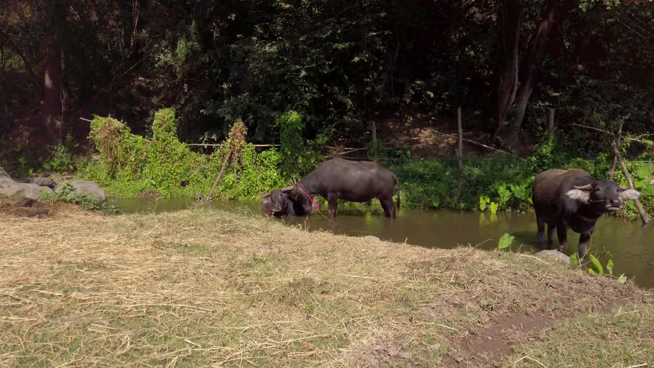familia de búfalos bebiendo en el río del campo en tailandia