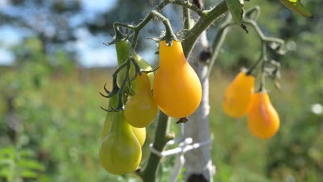 tomate amarillo cereza orgánico natural de cerca toma estática de alimentos que crecen en un clima cálido y soleado