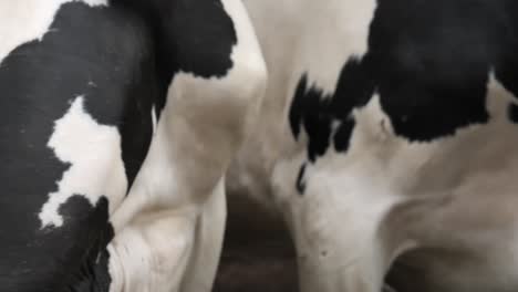 close up cows with yellow tags in eats