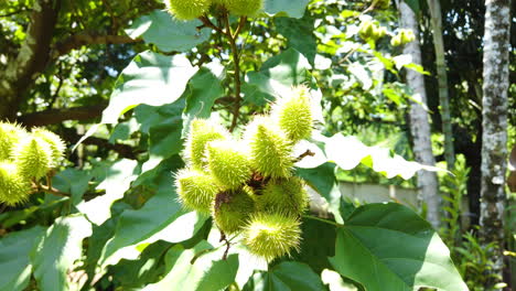 achiote is a large shrub or small tree that produces spiny red fruits popularly called urucum