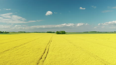 Toma-Aérea-Con-Amplio-Paisaje-De-Colza-Y-Cielo-Azul