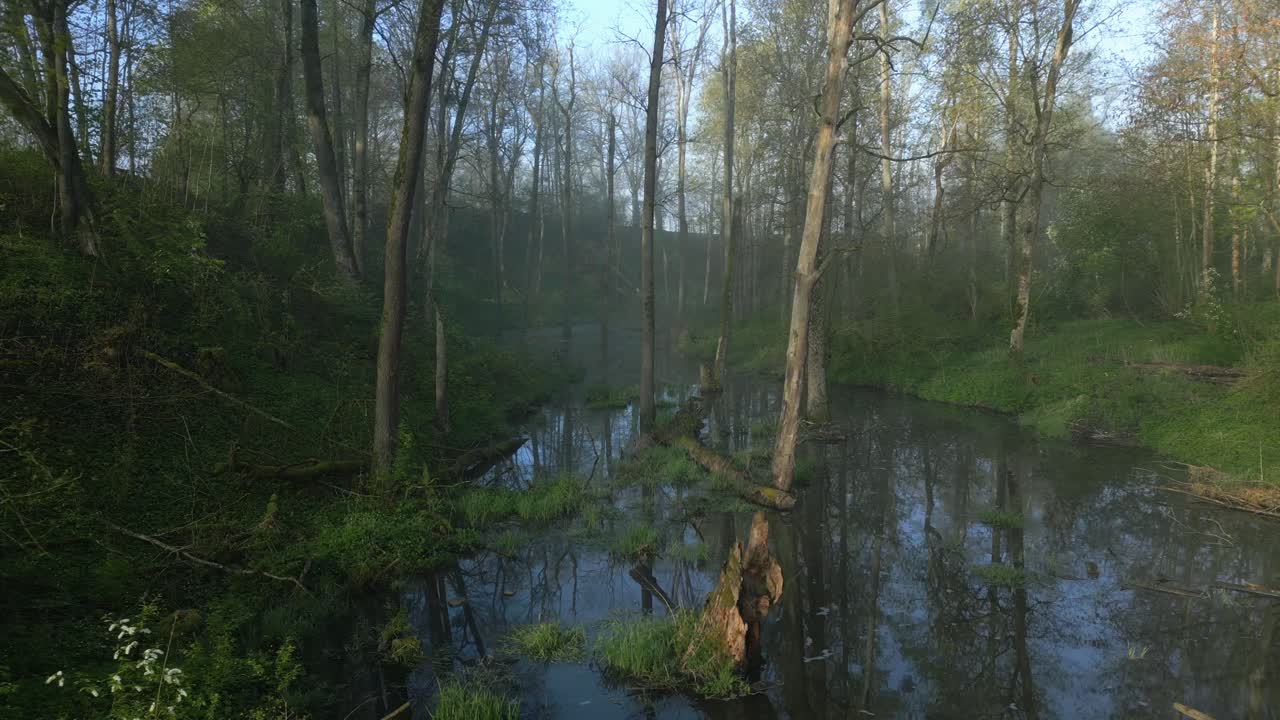 A top-notch cinematic shot of a misty morning in the swamp and river, flying slowly and sideways