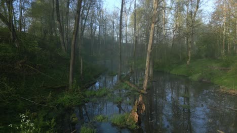 una toma cinematográfica de primera clase de una mañana brumosa en el pantano y el río, volando lentamente y de lado