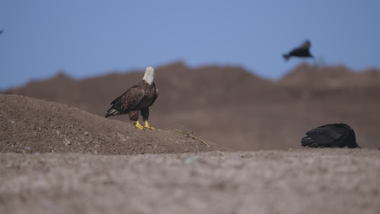 Bald Eagle standing on mound with birds and vultures flying around