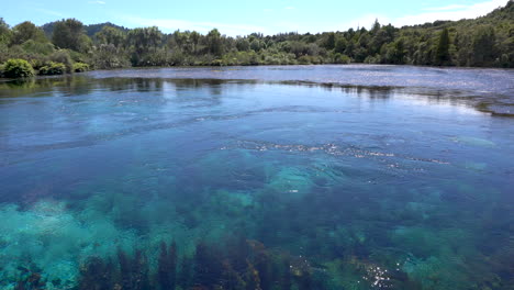 manantiales de te waikoropupu y piscinas de color azul claro en nueva zelanda, también conocidas como manantiales de pupu