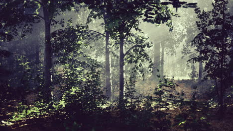 misty forest landscape reveals hidden beauty in the early morning light