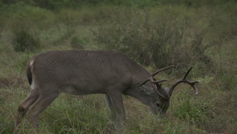 bucks de cola blanca en texas, ee.uu.