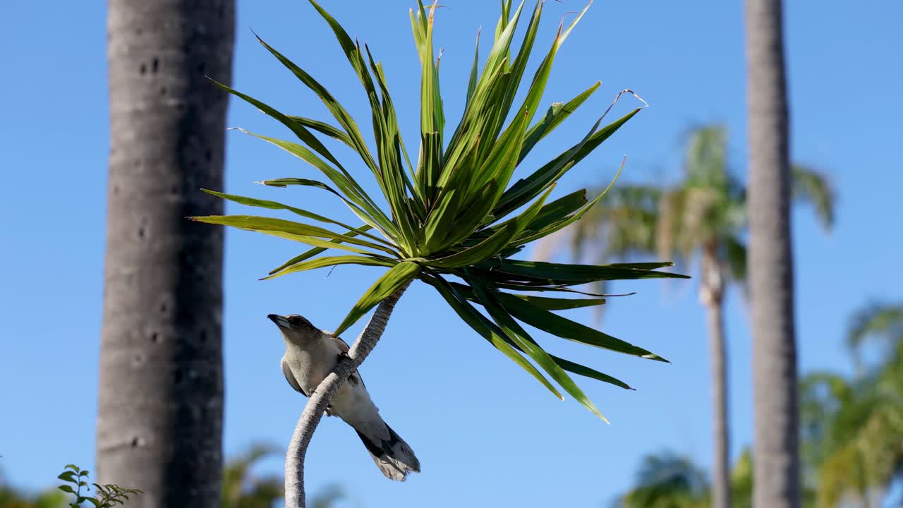 A butcher bird launches from a spiky-leafed tree against a clear blue sky, captured in slow motion with steady camera and natural daylight