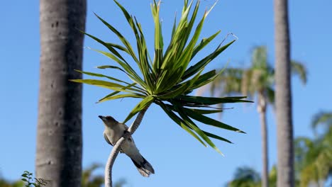 a butcher bird launches from a spiky-leafed tree against a clear blue sky, captured in slow motion with steady camera and natural daylight