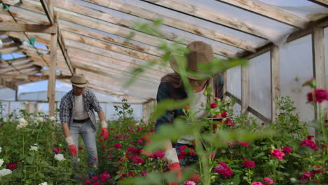 team work of colleagues modern rose farmers walk through the greenhouse with a plantation of flowers touch the buds and touch the screen of the tablet.