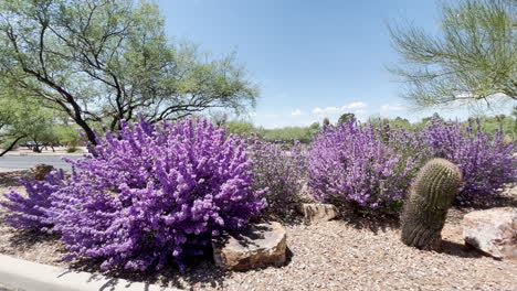 Texas-Ranger-Lila-Büsche-In-Arizona