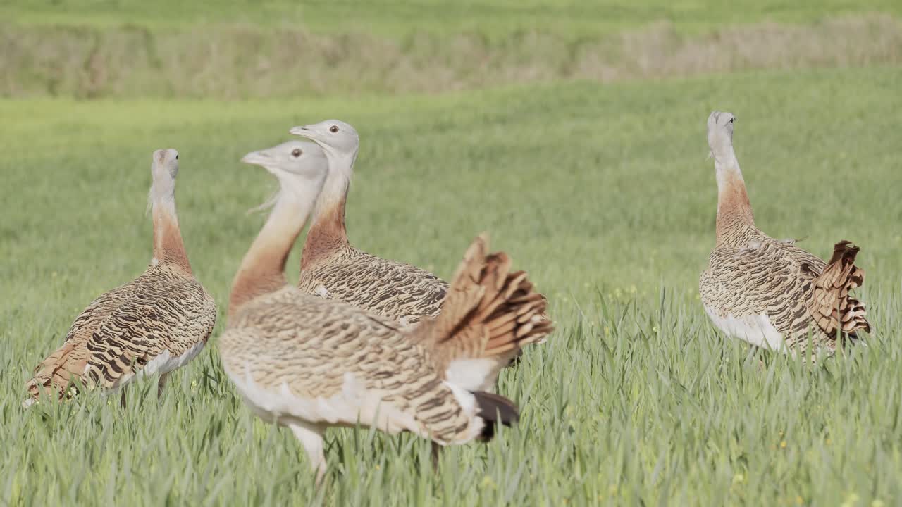 Un gruppo di otarde maggiori maschi che cammina in un prato durante la stagione riproduttiva primaverile, a La Mancha, Spagna