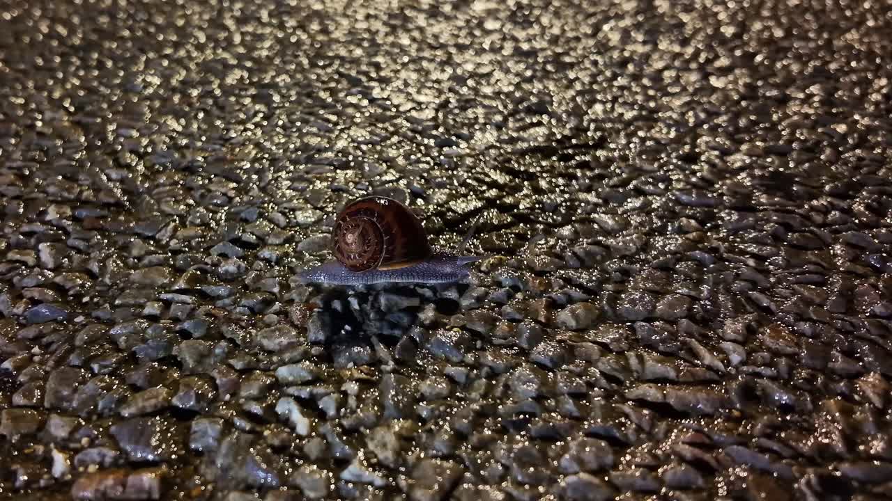Snail on Wet Gravel at Night