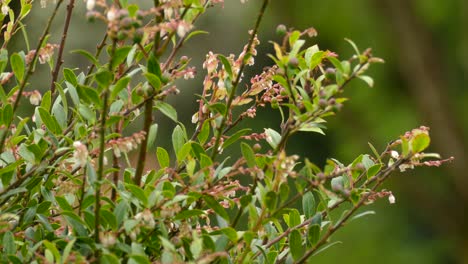 abejorro alimentándose de un néctar de flores tropicales