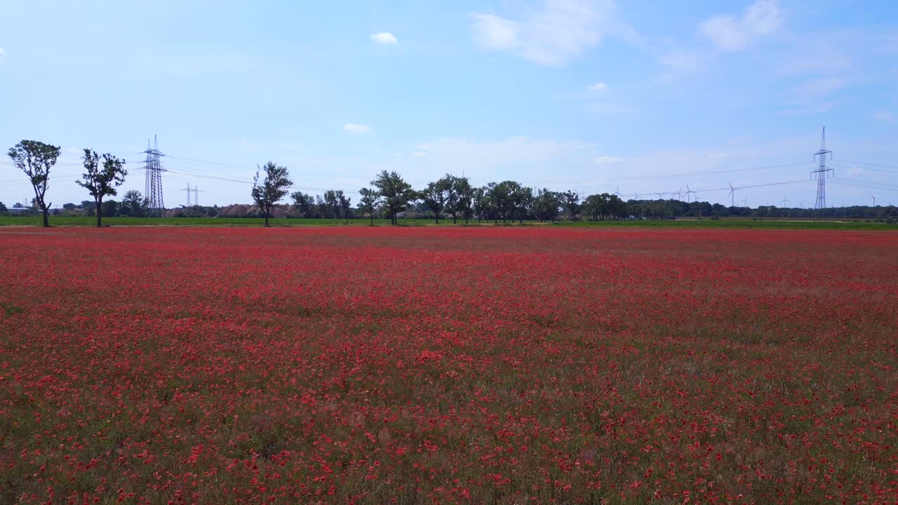 완벽한 상공 뷰 비행 빨간 포피 필드 시골 지역 여름 초원